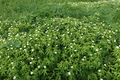 Anemonastrum dichotomum