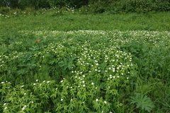 Anemonastrum dichotomum