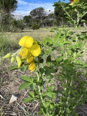 Crotalaria capensis