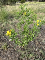 Crotalaria capensis