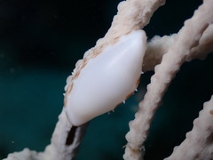 Simnia spelta