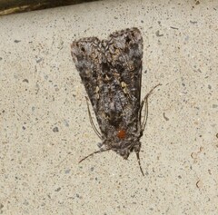 Syngrapha octoscripta