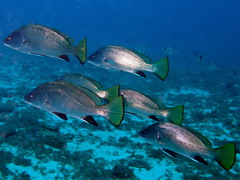 Sciaena umbra