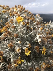 Senecio mairetianus