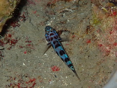 Thorogobius ephippiatus