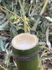 Phyllostachys bambusoides