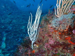 Eunicella singularis