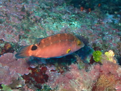 Symphodus mediterraneus