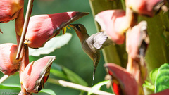 Phaethornis striigularis