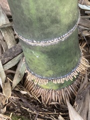 Phyllostachys bambusoides