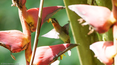 Phaethornis striigularis