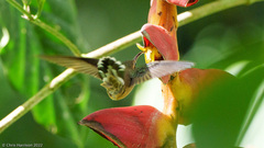 Phaethornis striigularis