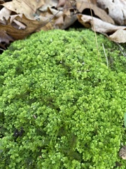 Trichocolea tomentella