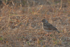 Mirafra erythroptera