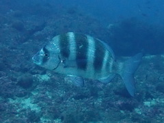 Diplodus cervinus
