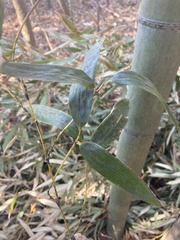 Phyllostachys bambusoides