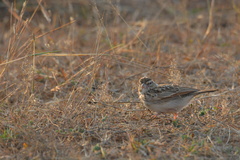 Mirafra erythroptera