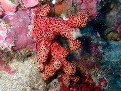 Alcyonium acaule