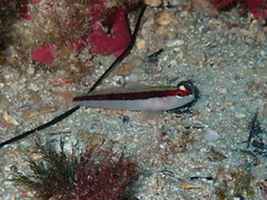 Gobius vittatus