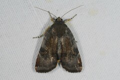 Noctua janthina