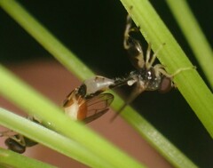 Sphegina