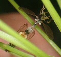 Sphegina