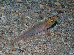 Gobius xanthocephalus