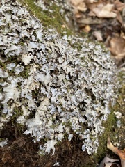 Peltigera phyllidiosa