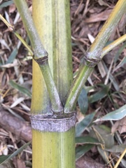 Phyllostachys bambusoides