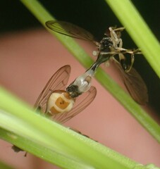 Sphegina
