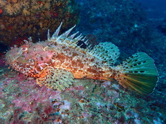 Scorpaena scrofa