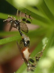 Sphegina