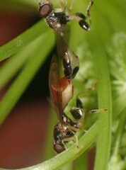 Sphegina
