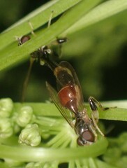 Sphegina