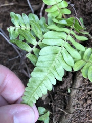 Blechnum appendiculatum