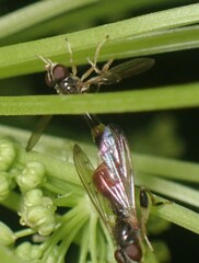 Sphegina