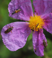 Closterotomus annulus