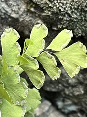 Adiantum capillus-veneris