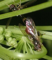 Sphegina
