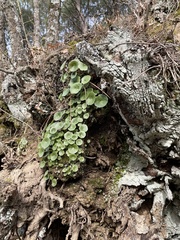 Umbilicus rupestris