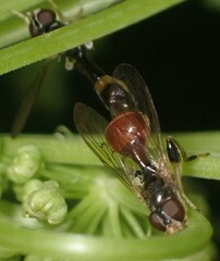 Sphegina