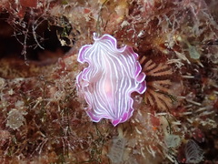 Prostheceraeus roseus