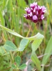 Trifolium gracilentum