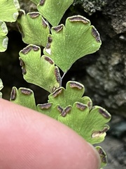 Adiantum capillus-veneris