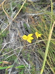 Monopsis lutea