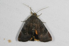 Noctua janthina
