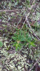 Hexasepalum apiculatum