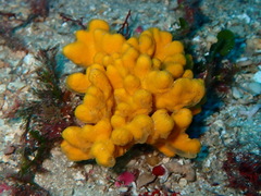 Axinella verrucosa