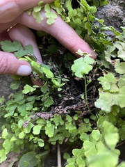 Adiantum capillus-veneris