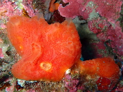 Aplidium elegans